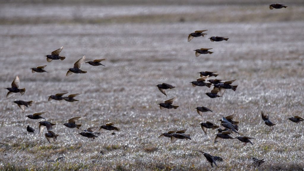 RTL: Húszezer darvat pusztíthatott el a Magyarországon tomboló madárinfluenza