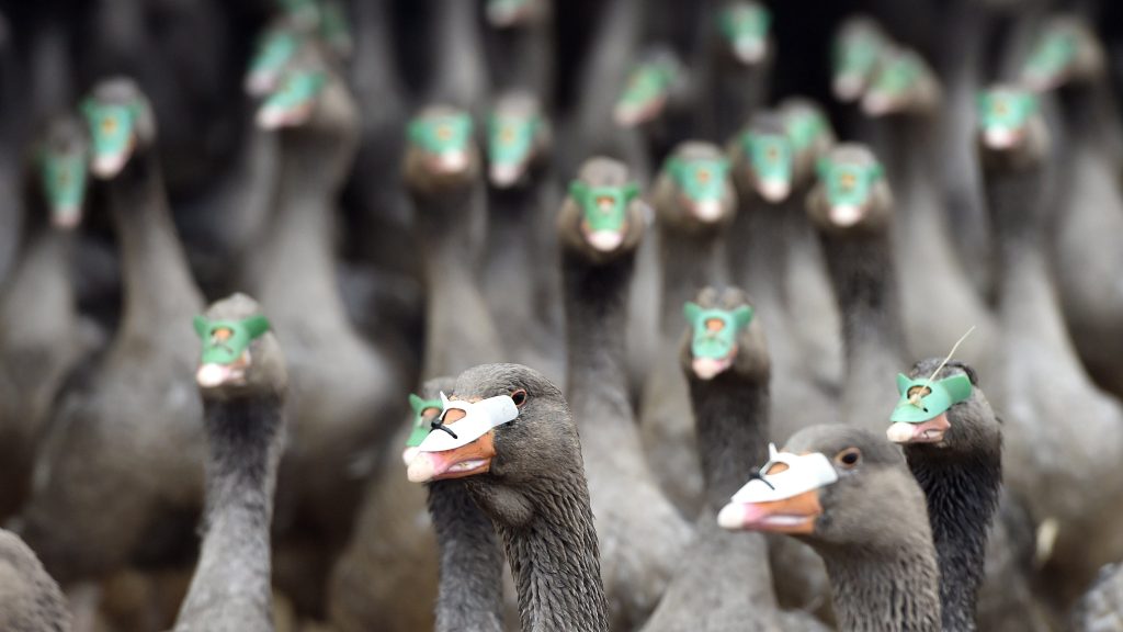 Csongrád-Csanádba is elért a madárinfluenza