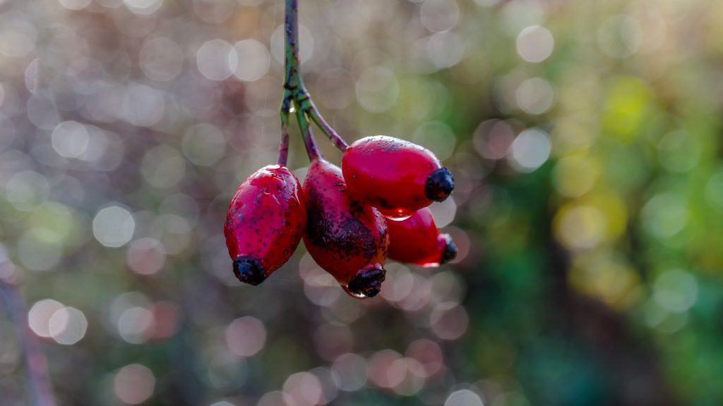 Vasárnap este lecsaphat a fagy