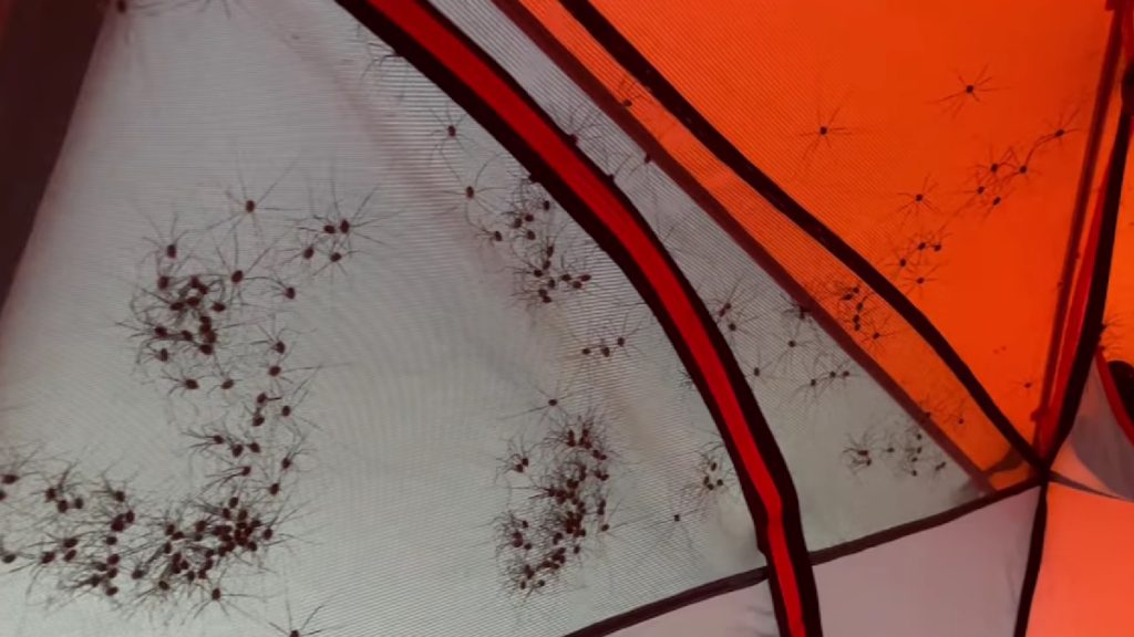 Arra ébredt, hogy valami mászkál a hálózsákjában – a sátorozók rémálmát élte át