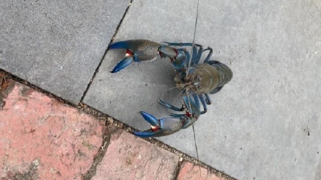 Szokatlan kék teremtményt találtak Melbourne kertvárosában