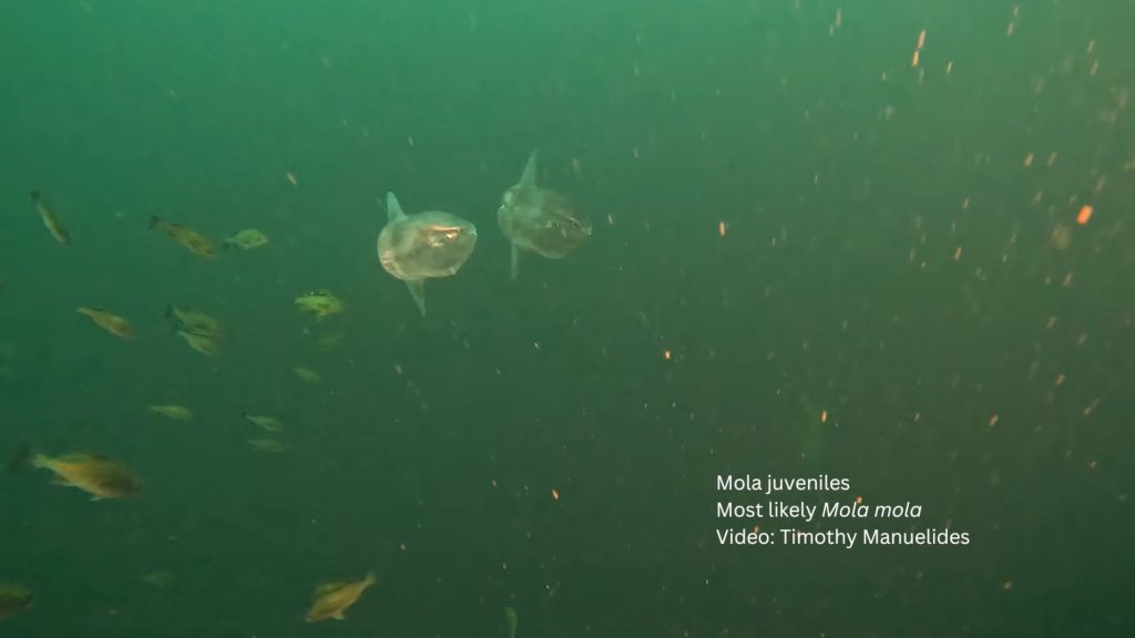 Fiatal tengeri óriásokat vettek videóra