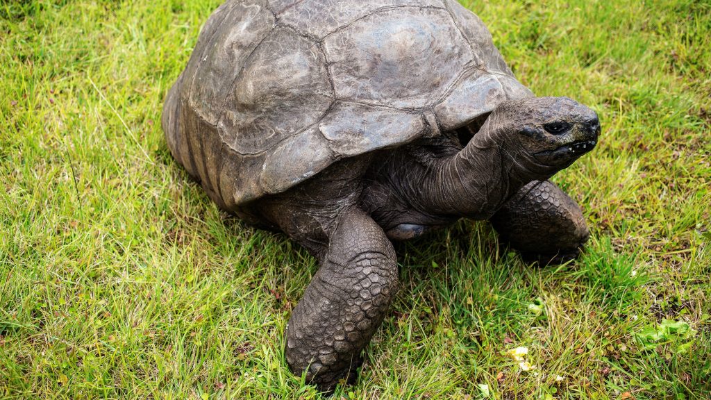 Ő a világ legöregebb szárazföldi állata