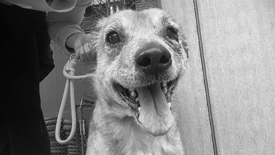 Kigyulladt egy kutyapanzió Csepelen, hét kutya meghalt