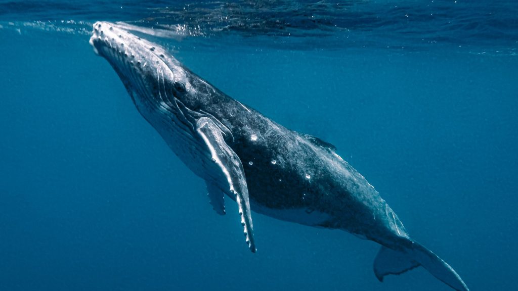 Saját nyelvén sikerült kommunikálni egy bálnával