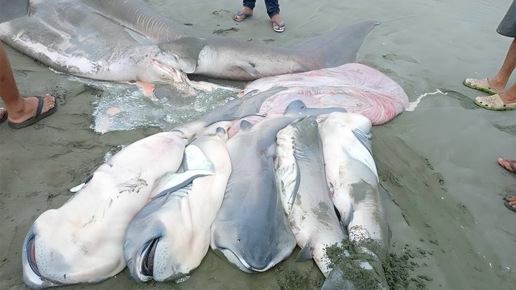 Ritka, mélytengeri szörnyek sodródtak partra