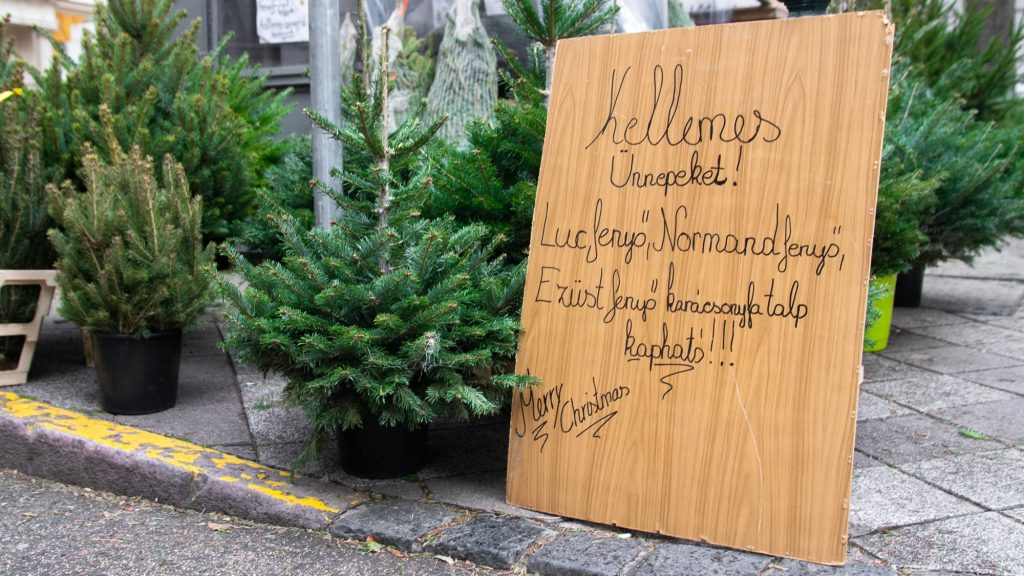 Illatos legyen, tartós, vagy olcsó? – Segítünk a karácsonyfa vásárlásban