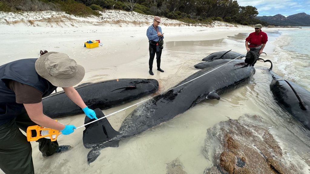 Több tucat delfin sodródott partra Tasmániánál