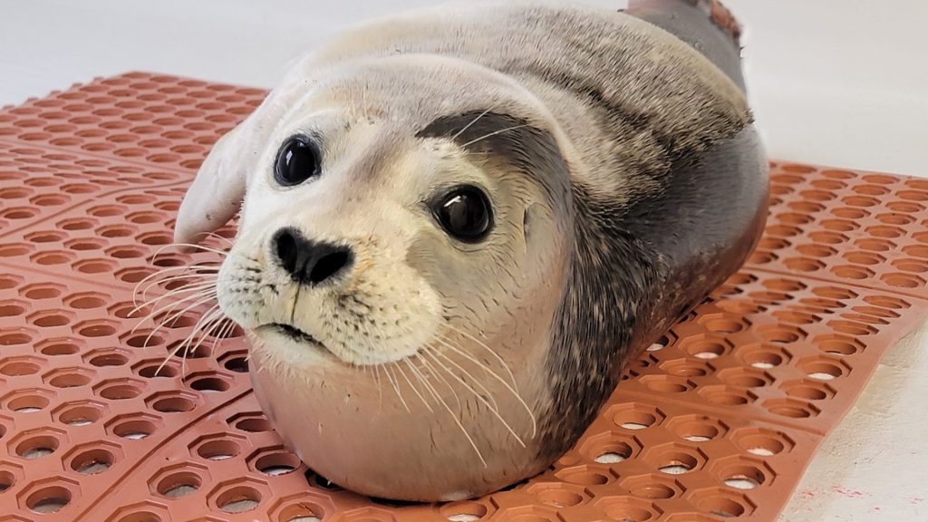 Túlélte egy cápa támadását a bébifóka