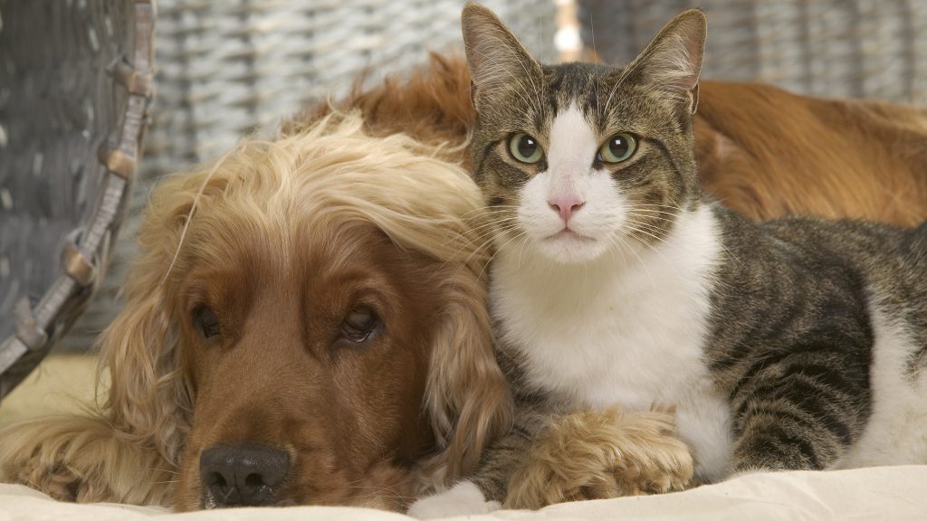 Kutya vs macska: ki érti jobban a gazdit?