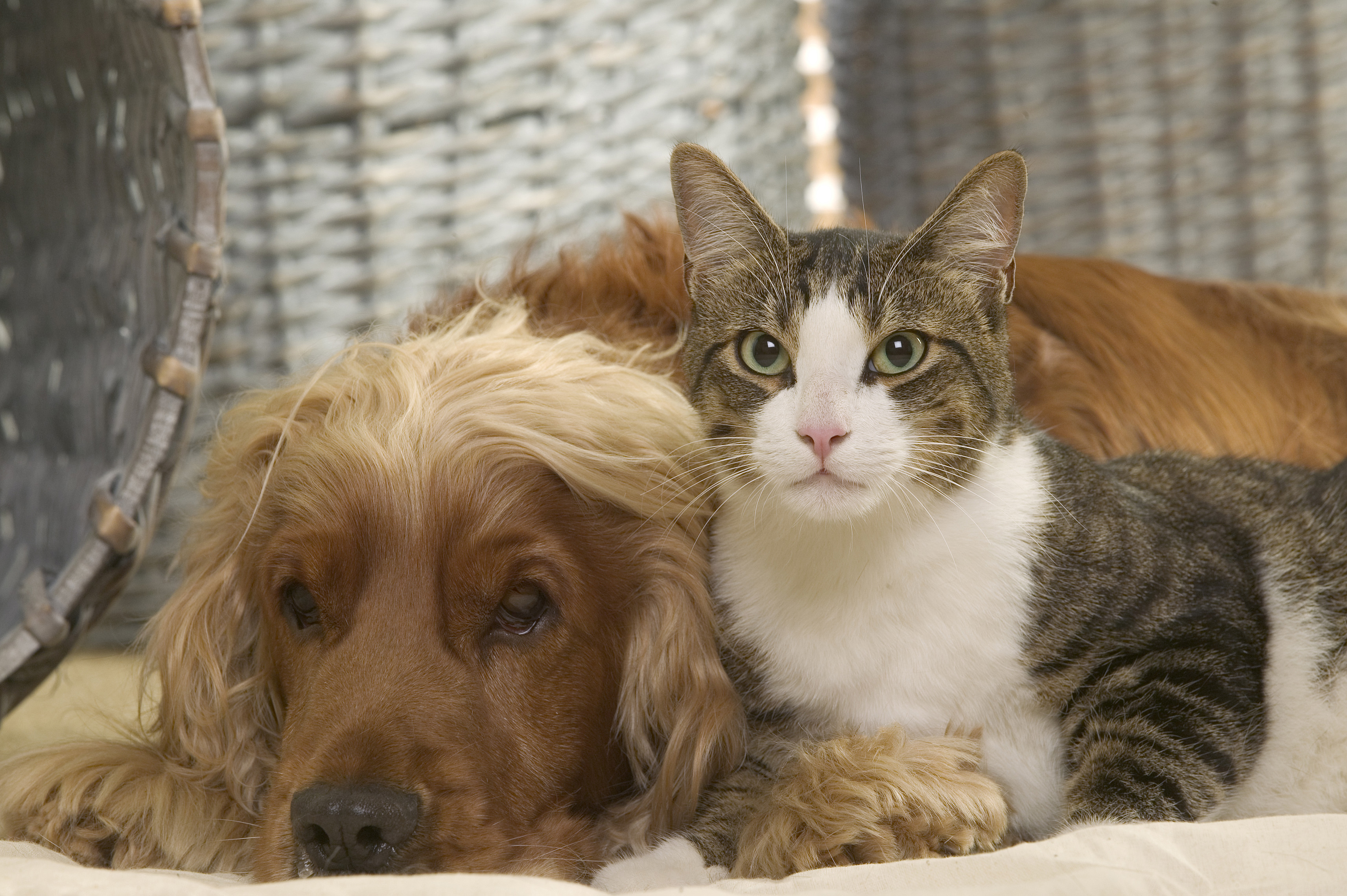 Kutya vs macska: ki érti jobban a gazdit?