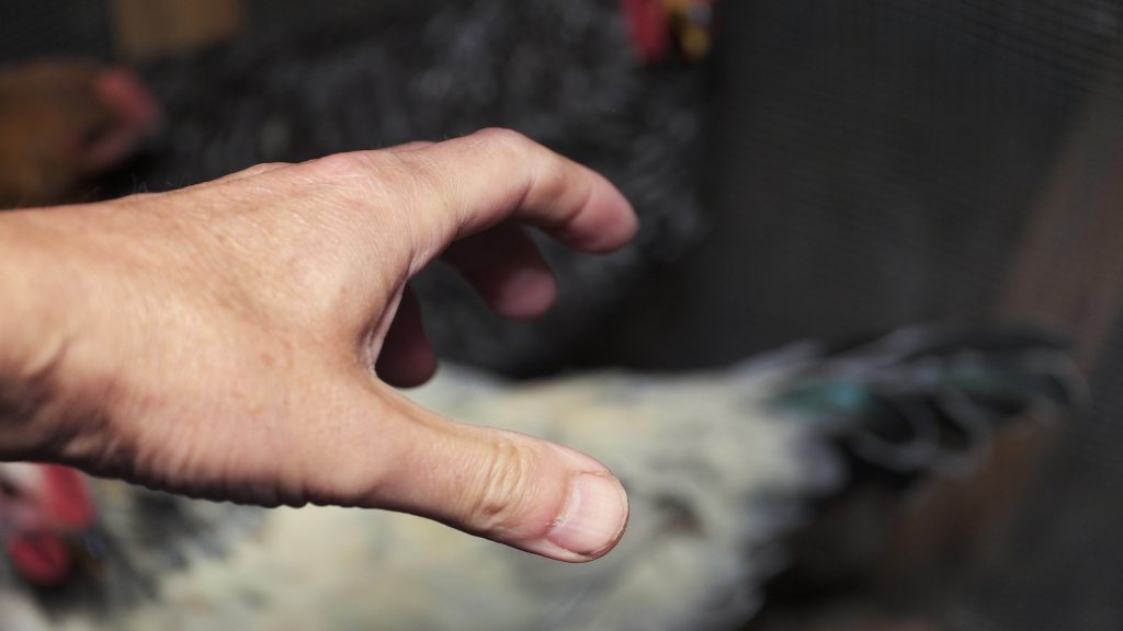 „Próbáltam jó útra térni, de sehogy sem megy. Ez van!” – mondta a mindent is lopó csirketolvaj