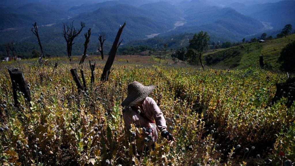 Már Mianmarban állítják elő a legtöbb ópiumot a Földön