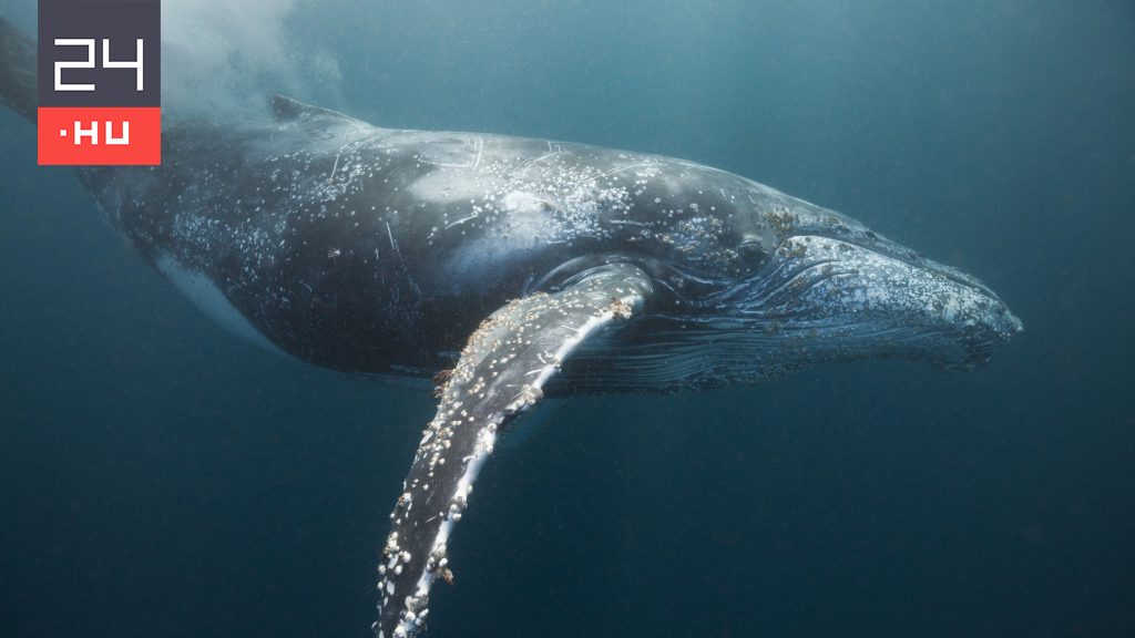 Videó: Fibonacci-spirált hozott létre két bálna a vízben | 24.hu