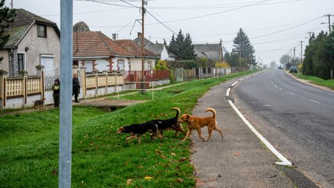 Veszettség miatt figyelmeztetést adott ki a Magyar Állatorvosi Kamara és a Nébih
