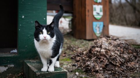 Kidobta az egyik utas macskáját az ablakon az orosz kalauz, tömegfelháborodás lett belőle
