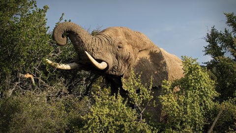 Hangyák okoznak óriási káoszt Afrikában