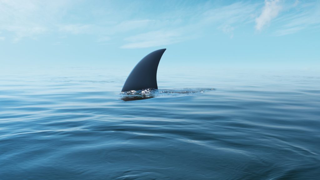 Először láttak újszülött fehér cápát – fotó