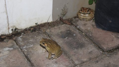 Lapáttal esett a békát hajkurászó főnökének
