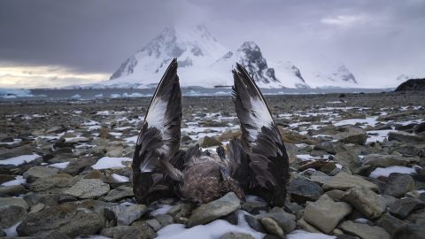 Már az Antarktiszon is terjed a madárinfluenza