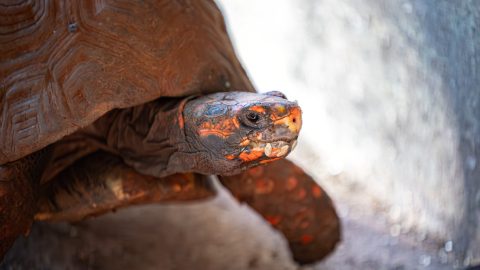 Kerekeket kapott a mozgássérült teknős