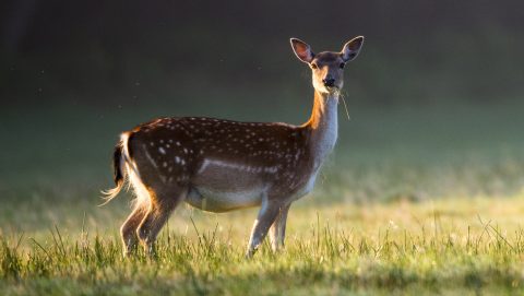 Csapdába esett őzet mentettek meg a miskolci tűzoltók