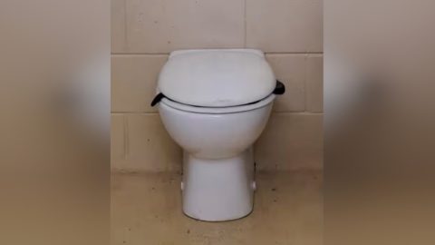 Mérges kígyó bukkant fel a nyilvános vécében – videó