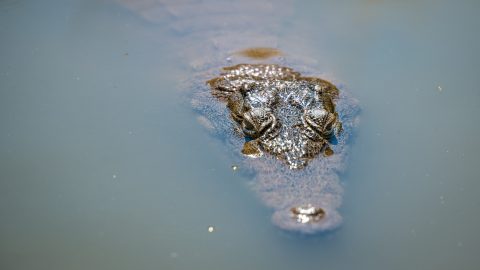 Krokodilokkal teli vízbe irányította a Google Térkép a sofőrt