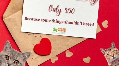 Macskaivartalanítást kínál Valentin-napra egy amerikai állatmenhely