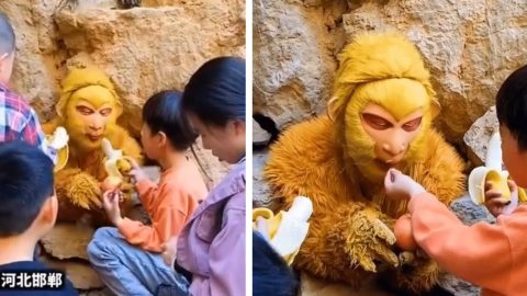 Majomkirályt keresnek Kínában, akit banánnal etethetnek a turisták