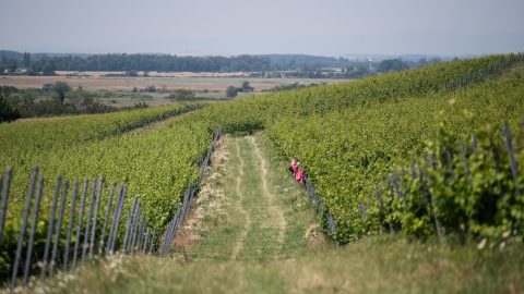 BRFK: nem történt bűncselekmény Orbán Ráhel földvásárlása kapcsán