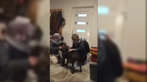 Videón, ahogy két és fél év után visszatért a kutya családhoz Tiszakécskén