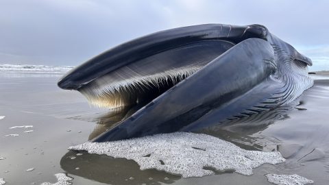 Gigantikus állatot sodort zátonyra a tenger