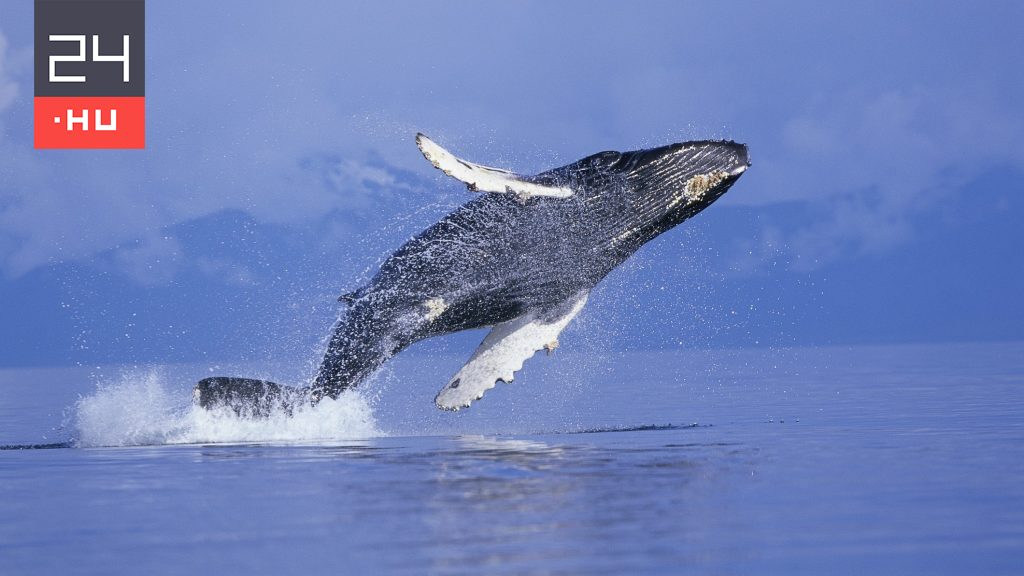 Megfejtették a bálnák énekének titkát | 24.hu