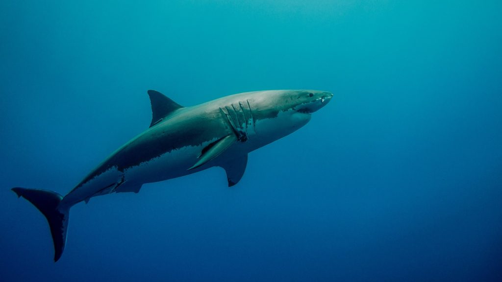 1400 kilós fehér cápára tettek kamerát
