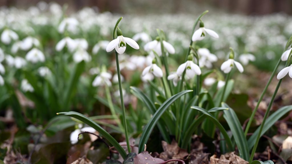 Kissé felhős, de enyhe keddünk lesz