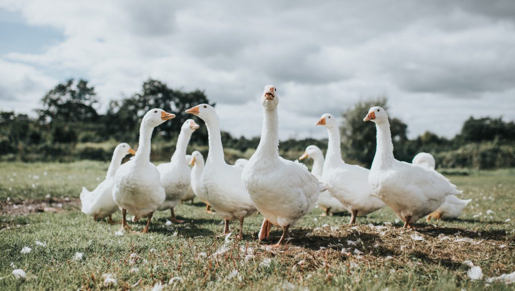 Libákat alkalmaznak őrként egy brazil börtönben