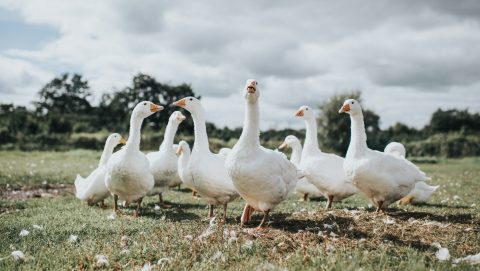 Libákat alkalmaznak őrként egy brazil börtönben