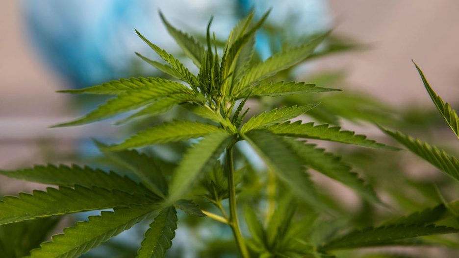 Az Európai Bizottság nyilvántartásba vesz egy kannabisszal kapcsolatos kezdeményezést