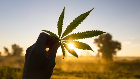 Kannabisz segíthet a bőrrák legyőzésében