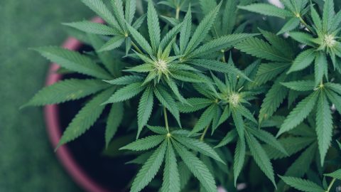 Az Európai Bizottság nyilvántartásba vesz egy kannabisszal kapcsolatos kezdeményezést