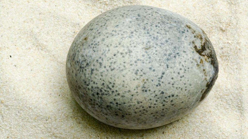 A tudósokat is meglepte ez az 1700 éves tojás
