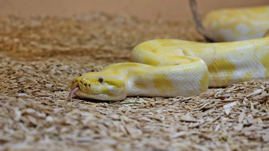 Négyméteres kígyó tetemére bukkantak egy berlini parkban