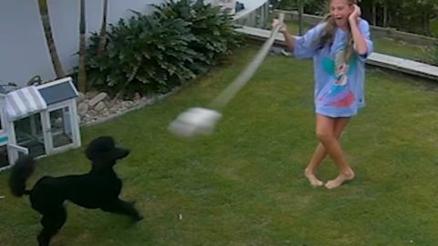 Egy kígyó torkából mentette ki tengerimalacát egy 12 éves kislány – videó