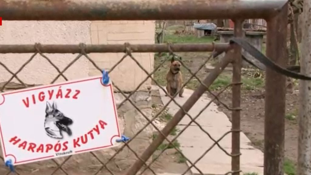 Négy kutya támadt egy férfira Baranyában