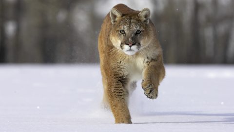 Deszkájával győzte le a snowboardos a támadó pumát