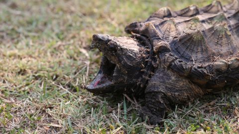 Veszélyes hüllő úszkált a festői tóban