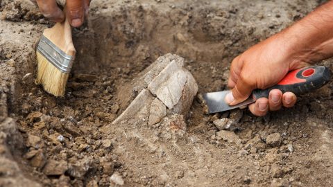 390 millió éves megkövesedett erdőt találtak