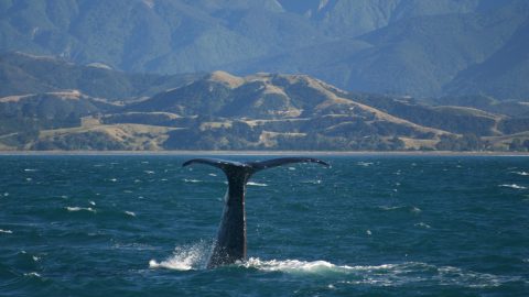 Emberi jogokat adnának a bálnáknak Új-Zélandon