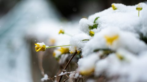 Hóval, faggyal jöhet a februári meleg böjtje?